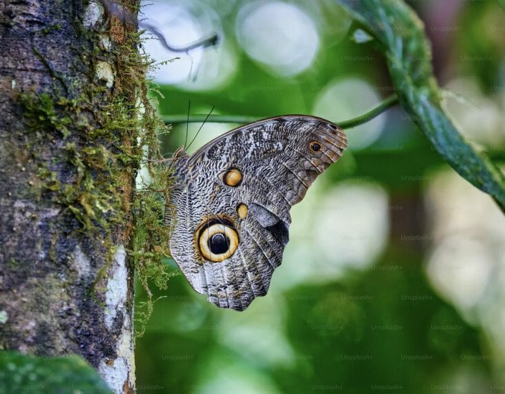 Moths