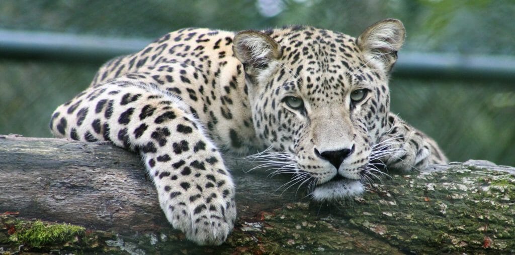 United States' Top 5 Safaris for Wildlife